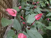 A Group of Anthurium Antioquiense Growing in the Garden