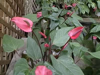 A Group of Anthurium Antioquiense Growing in the Garden A Group of Anthurium Antioquiense Growing in the Garden
