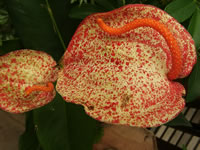 The Bizarre Flower Bract of an Anthurium scherzerianum