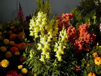 Snapdragon Flowers