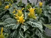 Zebra Plants in Bloom, Aphelandra squarrosa