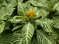 The Foliage and Flower Bract of a Zebra Plant, Aphelandra squarrosa