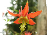A brightly colored Columbine flower