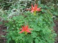 A wild Columbine in bloom, Aquilegia formosa