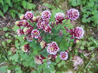 Columbine flowers