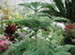 A Norfolk Island Pine, Araucaria heterophylla