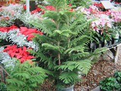 The beauty and symmetry of the Norfolk Pine, as well as the soft flowing texture of the foliage will make you want to decorate it, and use it for your living Christmas tree!