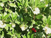 Strawberry Tree Flowers and Fruit