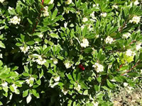 A Strawberry Tree in bloom, Arbutus unedo