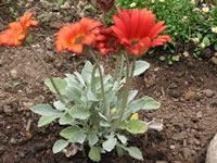 An African Daisy, Arctotis 'Cherry Frost' Flowers