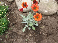 An African Daisy, Arctotis 'Cherry Frost' in bloom