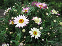 A Marguerite Daisy Blooming the Garden