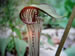 The Spathe, Spadix and Flower Structure of a Jack in the Pulpit Plant