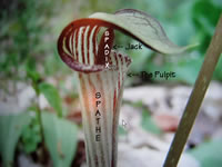 The Spathe, Spadix and Flower Structure of a Jack in the Pulpit Plant