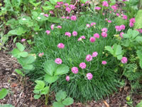 An Armeria Sea Pink Blooming in the Garden