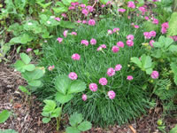 Armeria maritima