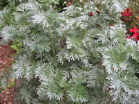 The Foliage of a Powis Castle Artemisia