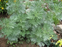 A Powis Castle Artemisia Plant in the Garden