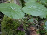 The Foliage of a Western Wild Ginger Plant