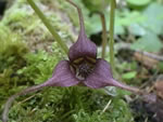 The Flower of a Western Wild Ginger Plant, Asarum caudatum