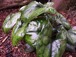 The Marbled Foliage of a Panda Face Ginger Plant