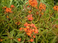 A Butterfly Weed plant in Bloom, Asclepias tuberosa