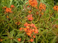 Butterfly Weed