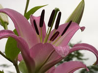 Photograph of an Asian Lily flower in the garden