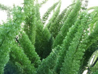 An Upright Growing Foxtail Fern, Asparagus meyeri