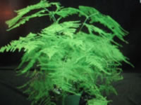 The delicate, lacy foliage of an Asparagus Fern