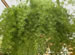 A Sprenger's Asparagus Fern in a Hanging Planter, Protasparagus Sprengeri
