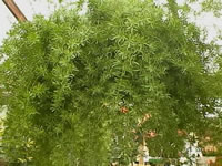 A Sprenger's Asparagus Fern in a Hanging Basket