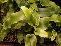 A Small Hart's Tongue Fern, Asplenium scolopendrium