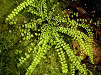 A Maidenhair Spleenwort Growing on Moss, Asplenium trichomanes