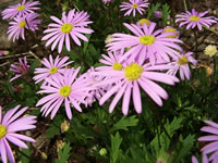 Pale Pink Flowers of an Aster frikartii