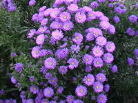 A Purple Flowering Aster novae-angliae in bloom