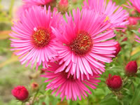 A Hot Pink Flowering Aster novi-belgii in bloom