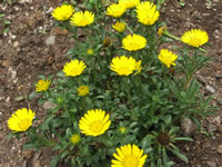 A Gold Dollar Asteriscus Beach Daisy Plant and Flowers