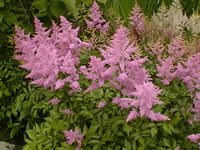 A Pink Flowering Astilbe, False Spirea in bloom