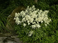 A White Flowering Astilbe Blooming in the Garden