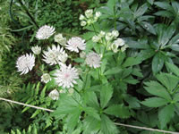 A Masterwort Plant Blooming in the Garden