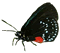 Atala Butterfly Atala Butterfly