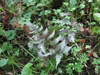 A Japanese Painted Fern Growing in Hummingbird House, Athyrium niponicum