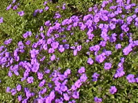 False Rock Cress Flowers