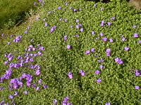 False Rock Cress in bloom