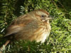 A Baby Bird sunning itself in the Garden