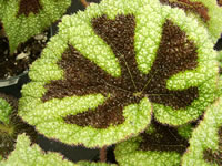 The Leaf Pattern of an Iron Cross Begonia