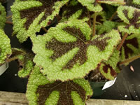 An Iron Cross Begonia Plant, Begonia masoniana