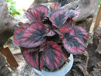 A Potted Begonia rex-cultorum