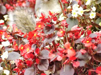 A Wax Begonia in Bloom